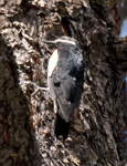 Williamsons Sapsucker 1867